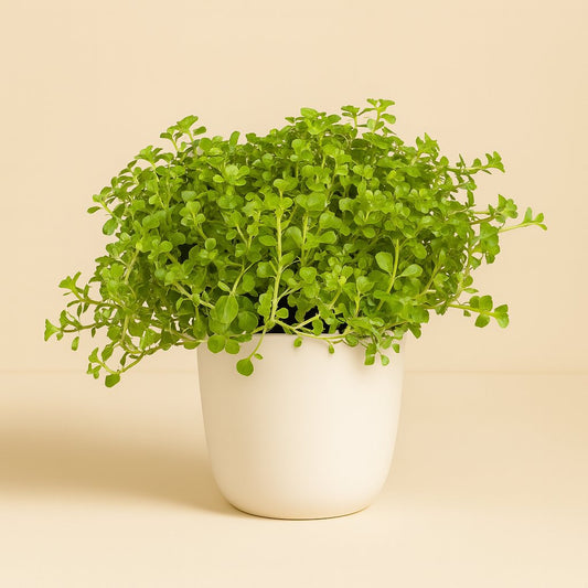 Pilea Depressa - 15cm