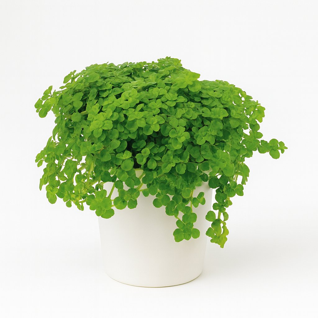 Pilea Depressa - 15cm