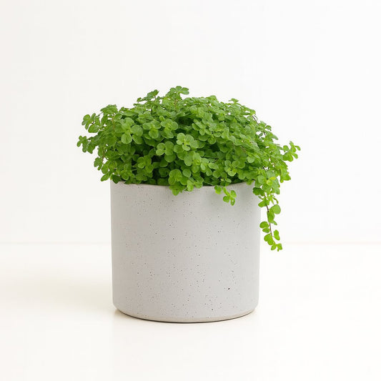 Pilea Depressa - 15cm