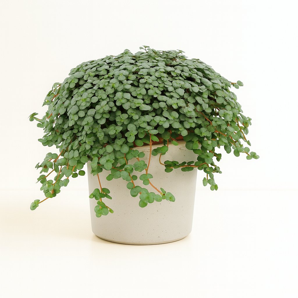 Pilea Glauca - 15cm