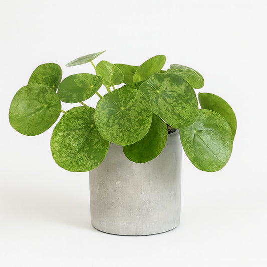 Pilea Mojito - 20cm