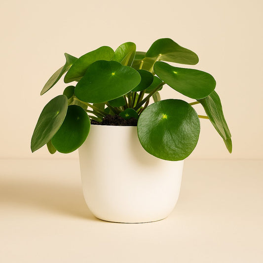 Pilea Peperomioides - 20cm