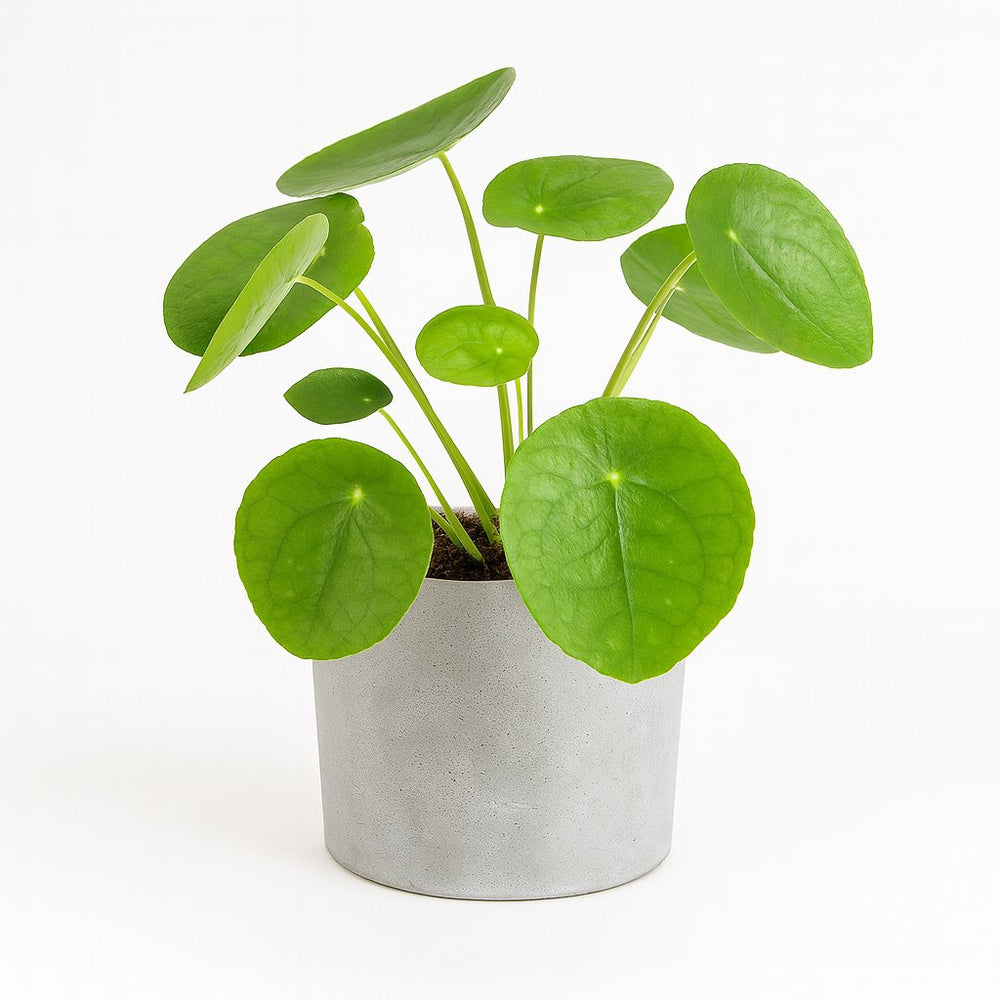 Pilea Peperomioides 20cm im 13cm Topf