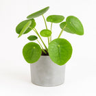 Pilea Peperomioides 20cm im 13cm Topf