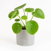 Pilea Peperomioides 20cm im 13cm Topf