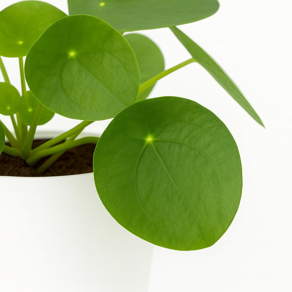 Pilea Peperomioides 20cm im 13cm Topf Nahaufnahme