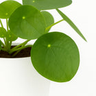 Pilea Peperomioides 20cm im 13cm Topf Nahaufnahme