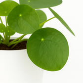 Pilea Peperomioides 20cm im 13cm Topf Nahaufnahme