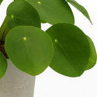 Pilea Peperomioides im 12cm Topf Nahaufnahme