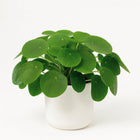 Pilea Peperomioides 30cm im 15cm Topf