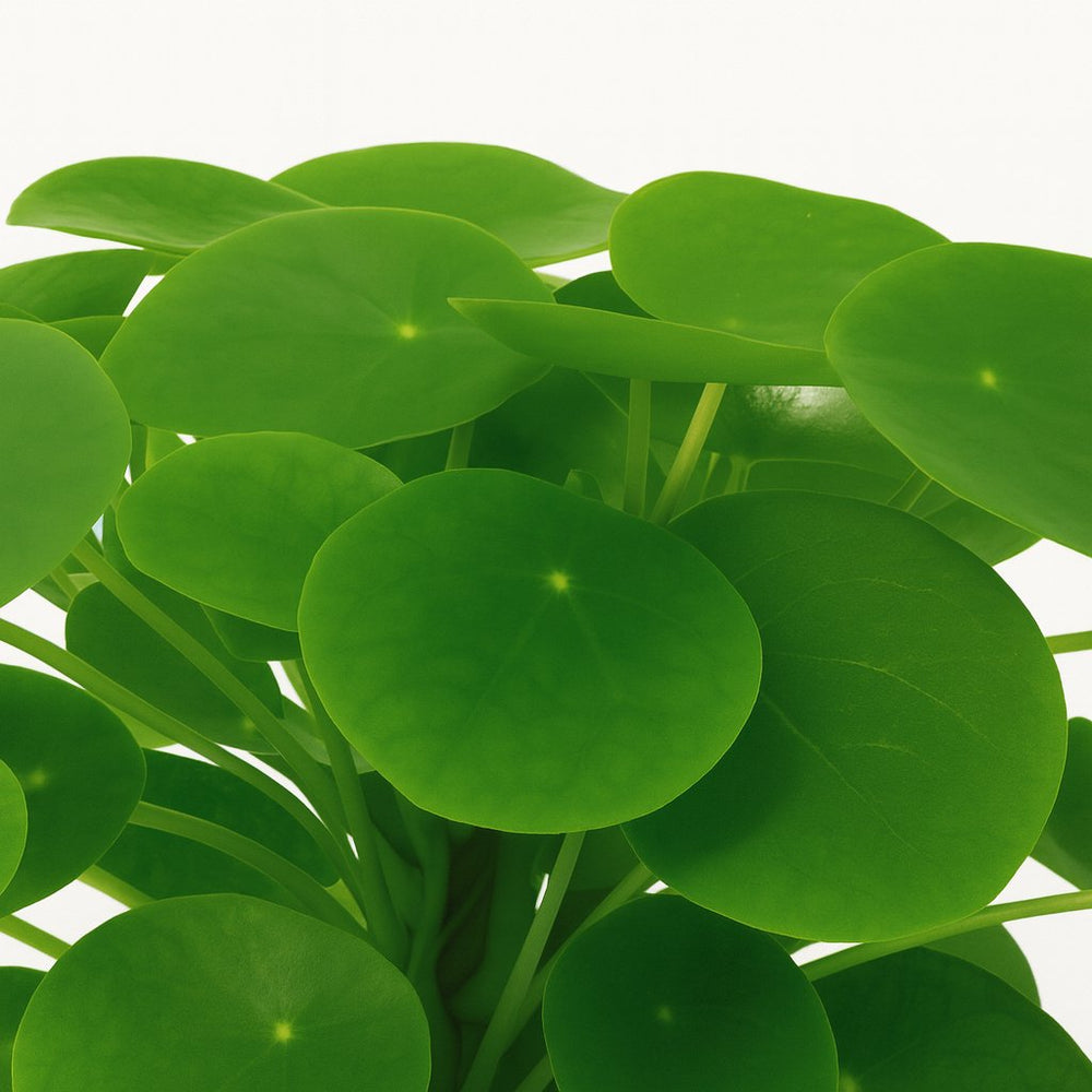 Pilea Peperomioides 30cm im 15cm Topf Nahaufnahme