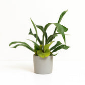 Platycerium Bifurcatum 35cm im 12cm Topf