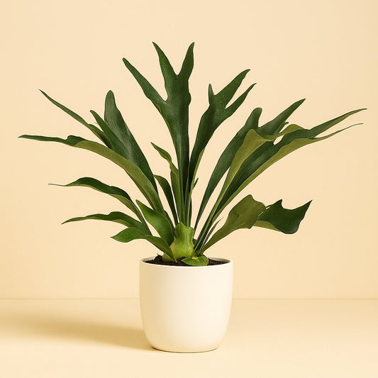 Platycerium Bifurcatum - 50cm