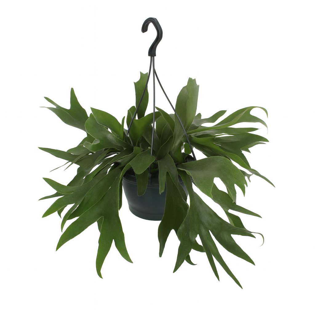Platycerium Bifurcatum - 50cm