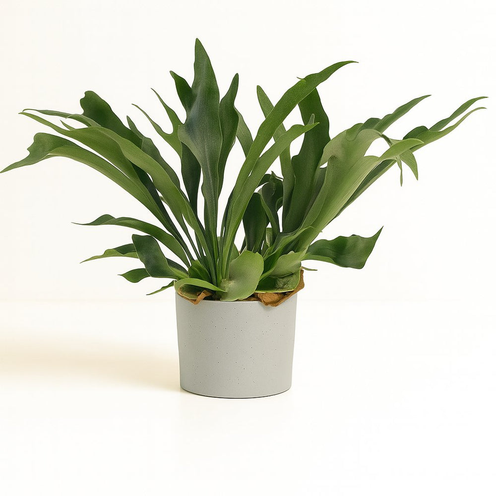 Platycerium Bifurcatum 50cm im 21cm Topf