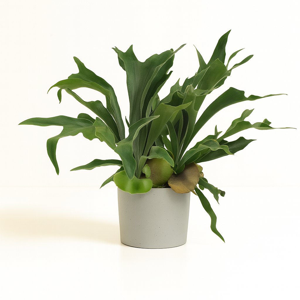 Platycerium Bifurcatum - 80cm in einem modernen Studio mit modernem Topf