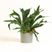 Platycerium Bifurcatum 80cm im 26cm Topf