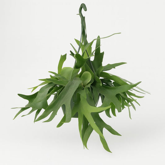 Platycerium Hertshoorn hängend - 50cm
