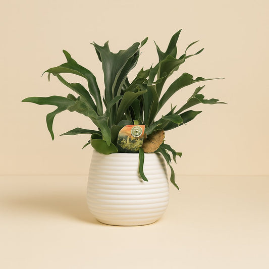 Platycerium Bifurcatum - 80cm
