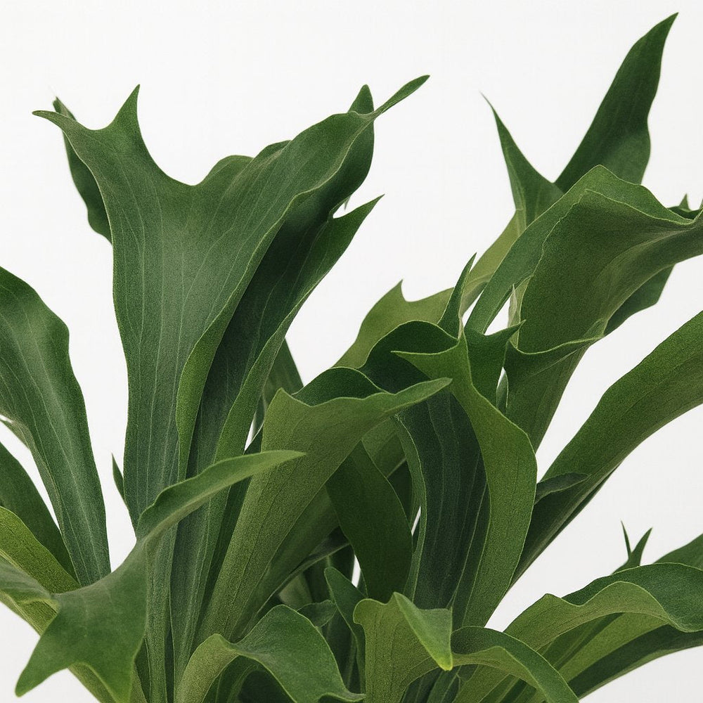 Platycerium Bifurcatum 80cm im 26cm Topf Nahaufnahme