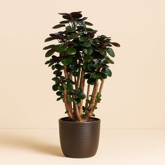 Polyscias Fabian - 90cm