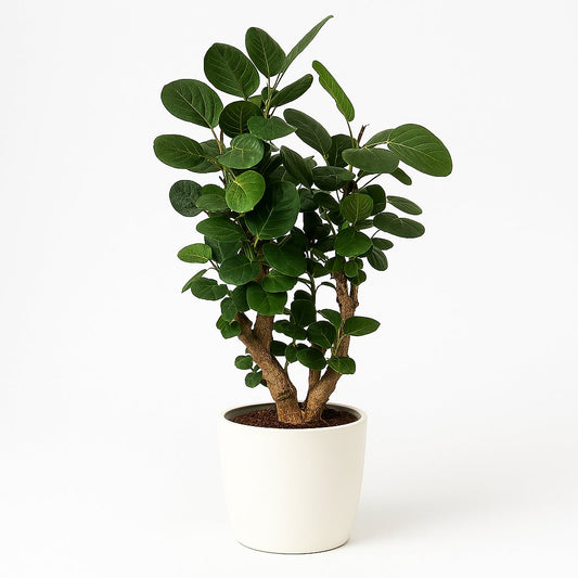 Polyscias Fabian - 95cm