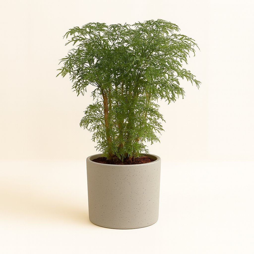 Polyscias Fruticosa - 75cm