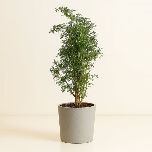 Polyscias Hawaiiana Ming - 65cm