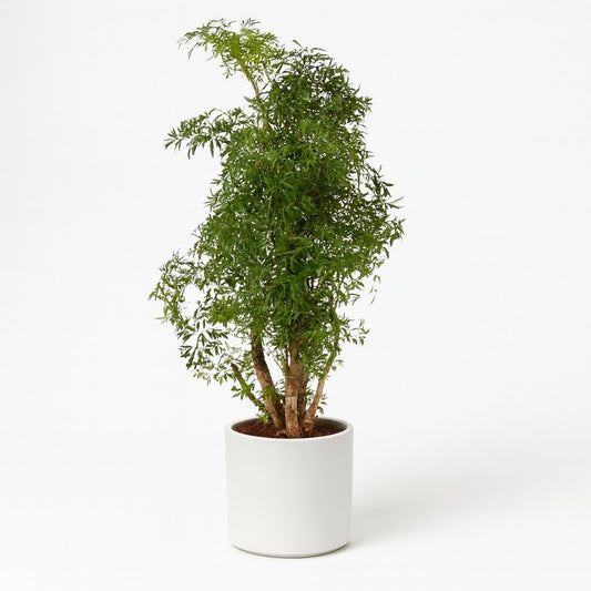 Polyscias Hawaiiana Ming - 65cm