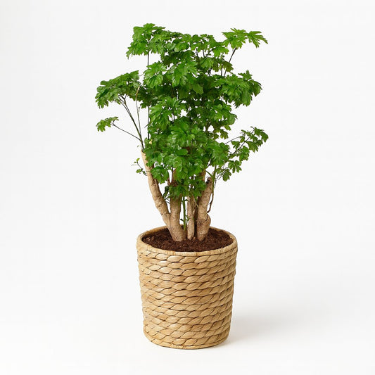 Polyscias Roble - 60cm