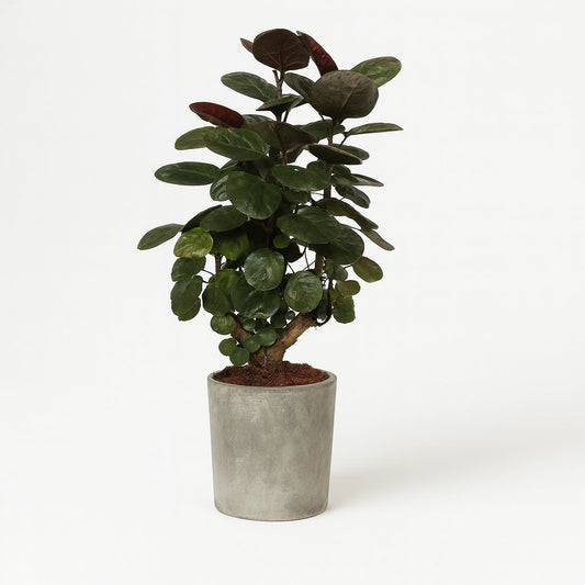 Polyscias Scutellaria Fabian - 60cm