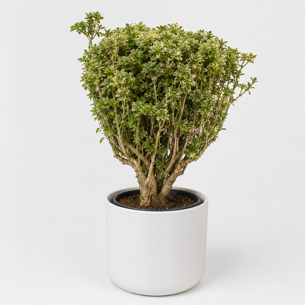 Polyscias Hawaiiana Ming Gold Bonsai