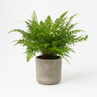 Polystichum Tsussimense / Athyrium 30cm im 12cm Topf