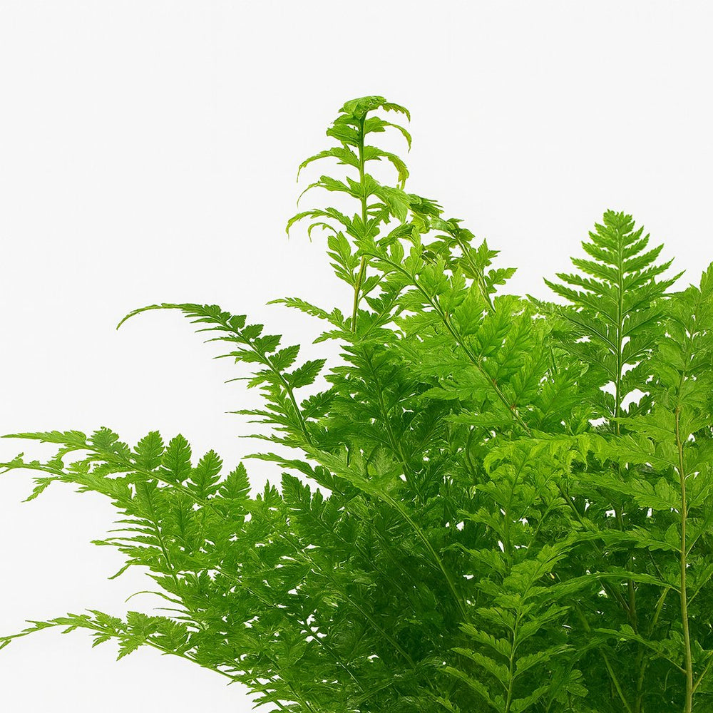 Polystichum Tsussimense / Athyrium 30cm im 12cm Topf Nahaufnahme