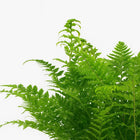 Polystichum Tsussimense / Athyrium 30cm im 12cm Topf Nahaufnahme