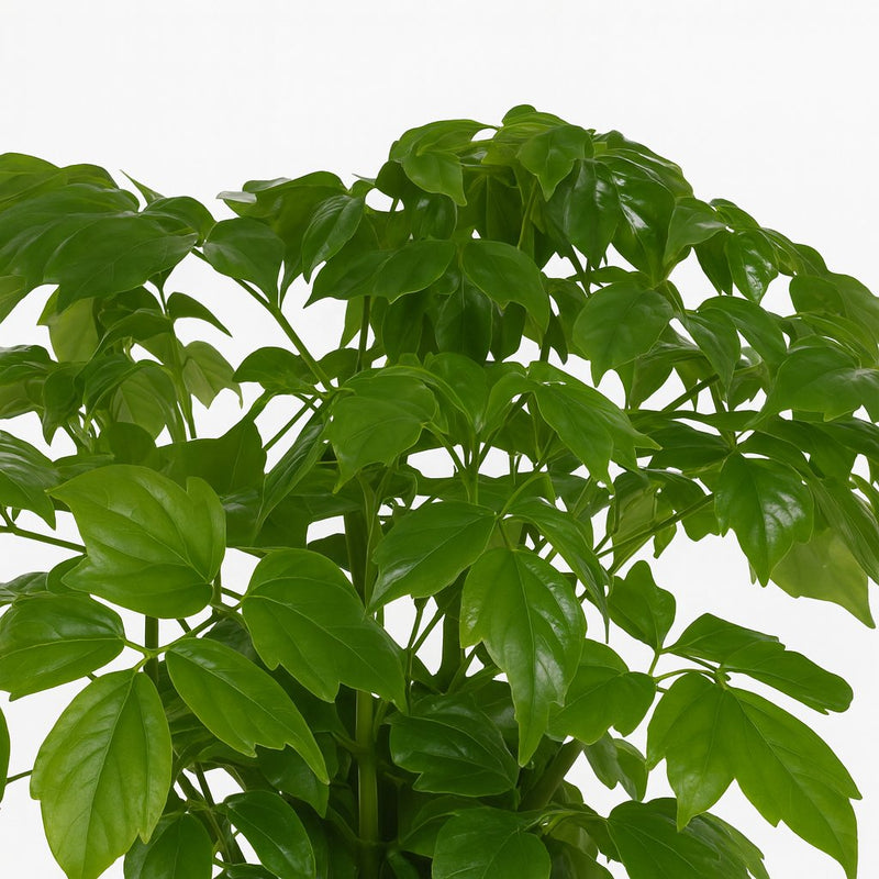 Rademachera Sinica Detail