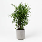 Rhapis Excelsa 120cm im 27cm Topf