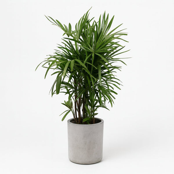 Rhapis Excelsa 120cm im 27cm Topf