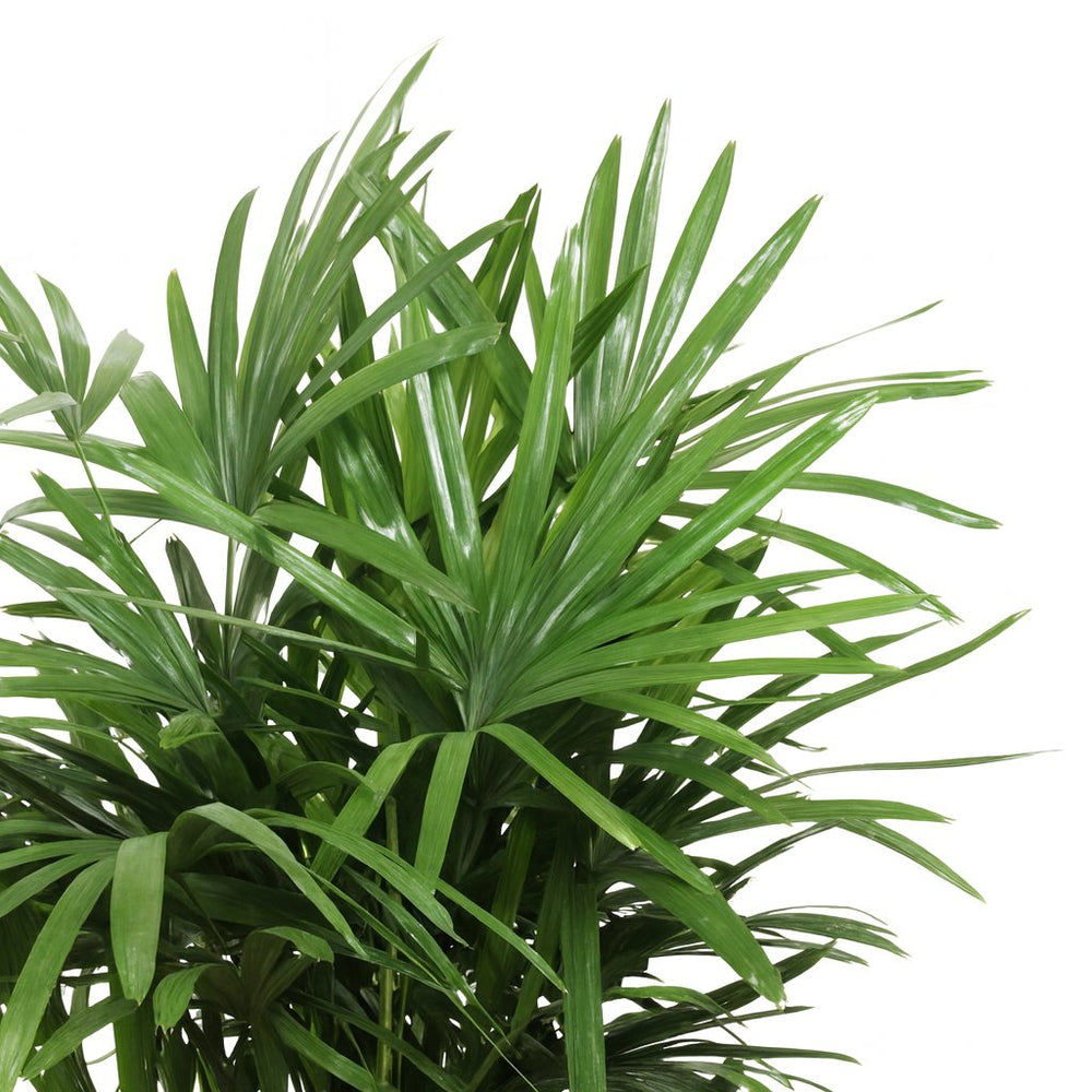 Rhapis Excelsa 120cm im 27cm Topf Nahaufnahme