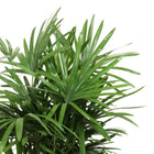 Rhapis Excelsa 120cm im 27cm Topf Nahaufnahme