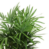 Rhapis Excelsa 120cm im 27cm Topf Nahaufnahme