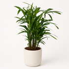 Rhapis Excelsa - Ø21cm - 80cm