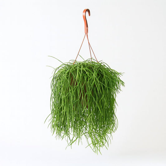Rhipsalis Baccifera Shaferi - 60cm
