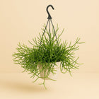 Rhipsalis Heteroclada 25cm im 17cm Topf