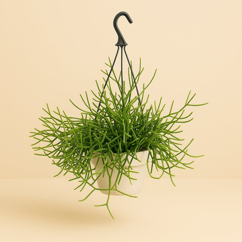 Rhipsalis Heteroclada Detail