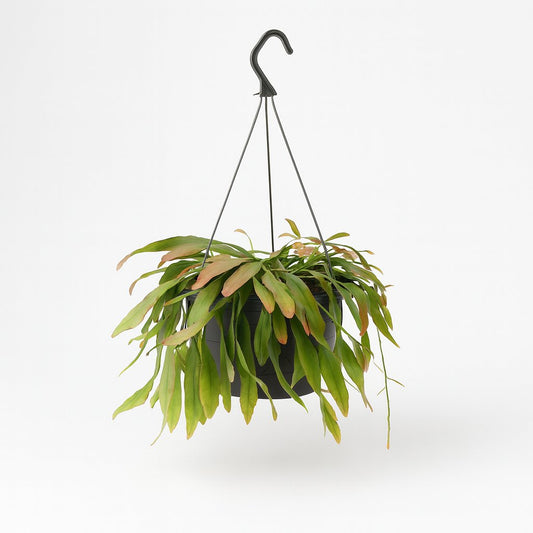 Rhipsalis Red Coral - 25cm