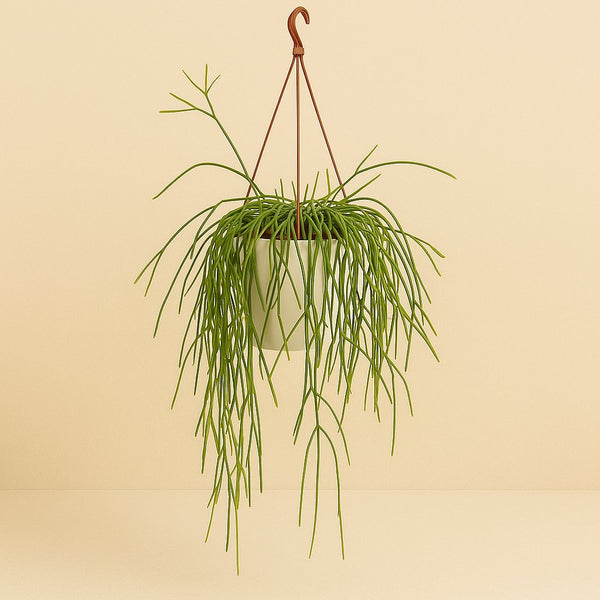 Rhipsalis Trigona 60cm im 20cm Topf