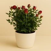 Rosa Jewel Patio Hot 30cm im 17cm Topf