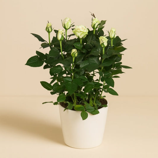 Rosa weiß - 45cm