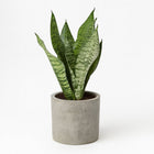 Sansevieria Black Coral - 35cm im Ø12cm Topf in einem modernen Studio